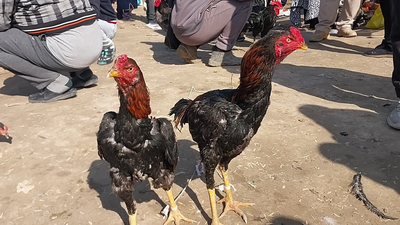 1.03.2026 PARRANDA NARXLARI QARSHI KARVON MOL BOZORI YONIDA 