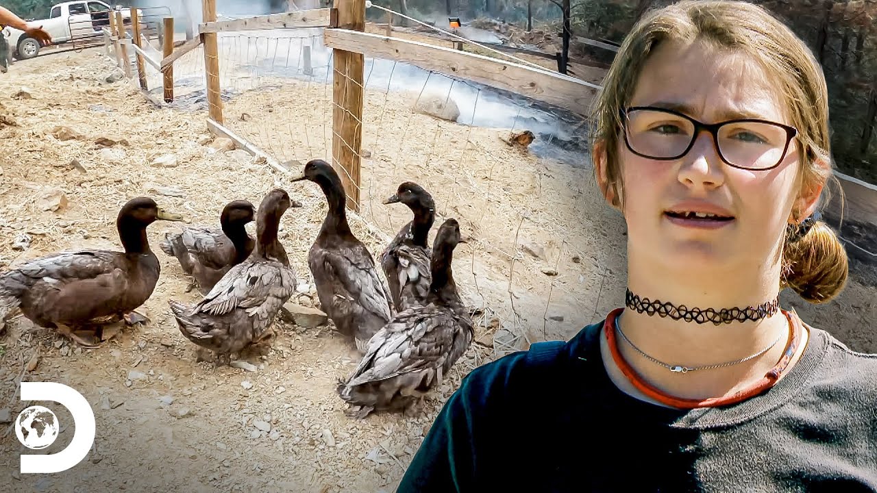 Resgate de animais após grande incêndio florestal | A grande família do Alasca | Discovery Brasil