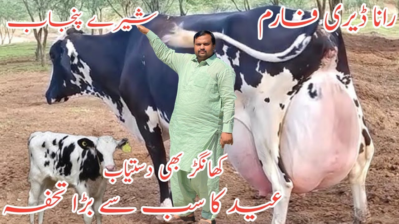 Rana Dairy Farm | Best cows video ever | American Cows | Biggest cows in Pakistan