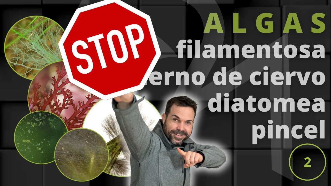 Algas en el acuario: tipos y diferentes formas de eliminarlas (parte 2)