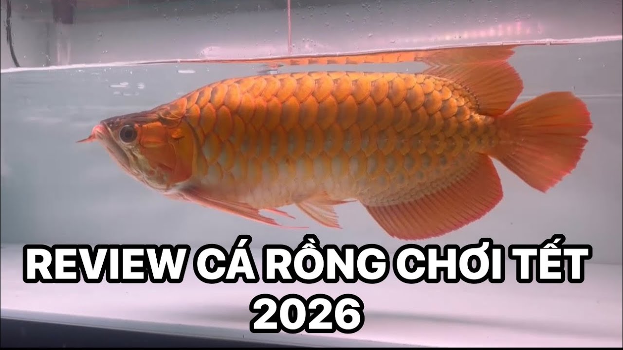 CÁ RỒNG HUYẾT LONG REVIEW TẾT 2026 | CÁ RỒNG HÀ NỘI