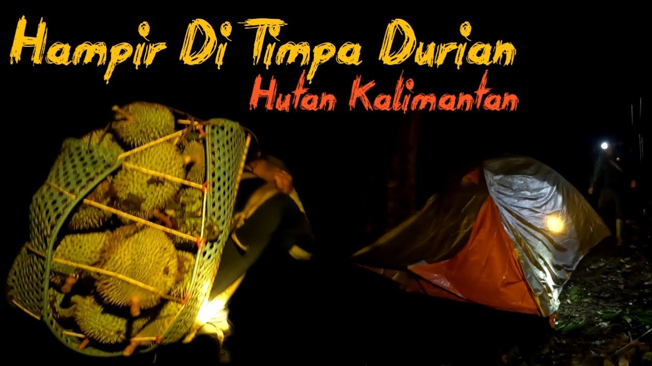 Camping !! Mencari Durian Hutan Kalimantan Malam Hari Di Guyur Hujan Deras