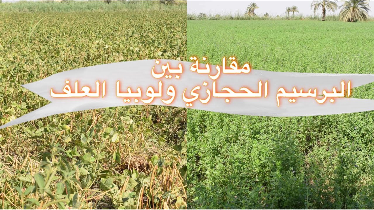 مقارنة بين البرسيم الحجازي ولوبيا العلف