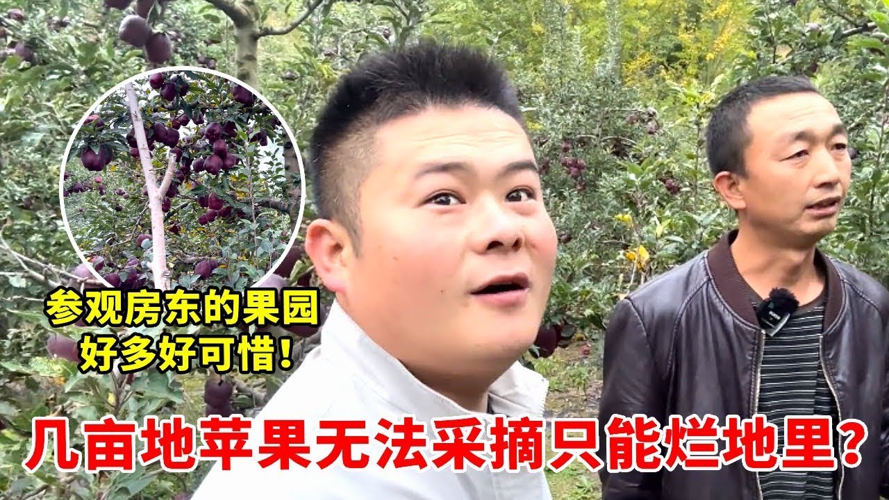 果农的无奈！房东大哥几亩苹果园，果子熟了却摘不回家，只能烂在地里，一年辛苦要打水漂....【高手在路上】