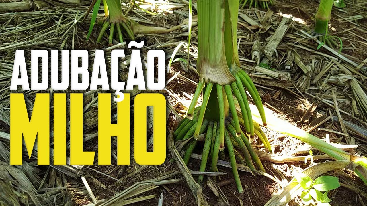 O SEGREDO DA ADUBAÇÃO DA LAVOURA DE MILHO