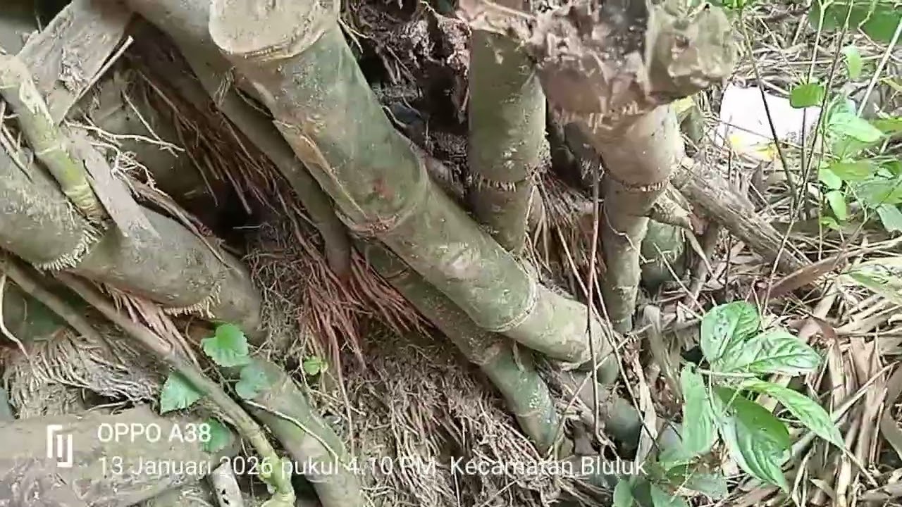 #MBOLANG BAMBU UNIK#ADA PENAMPAKAN  PENJAGA BAMBU PETUK# by suprapto