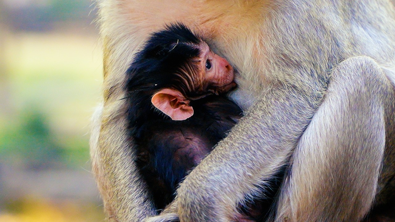 Adorable Newborn Baby Monkey Having Sweet Milks From Momma