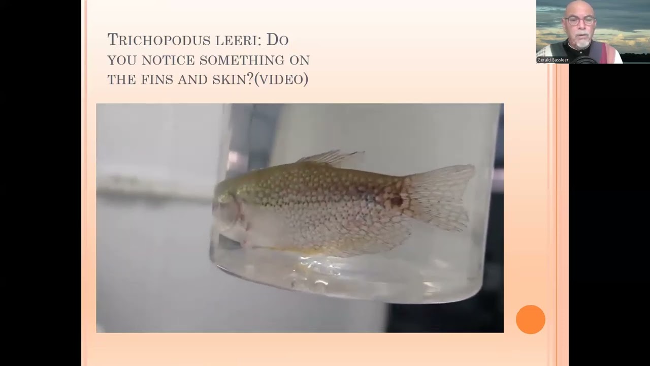 Fish disease case nr. 284 Trichopodus leeri with viral infection Lymphocystis or Cauliflower disease