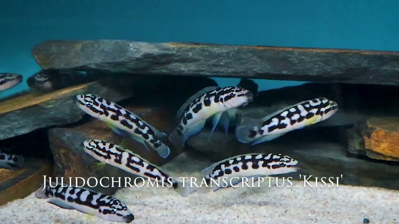 Integral Aquatics Julidochromis transcriptus 'Kissi'