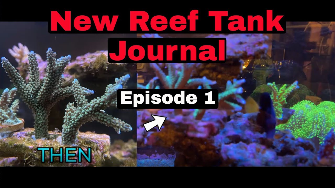 Reef Tank Journal ( Episode 1 ) 12-12-21 (New journal of our reef tank aquarium to record progress)