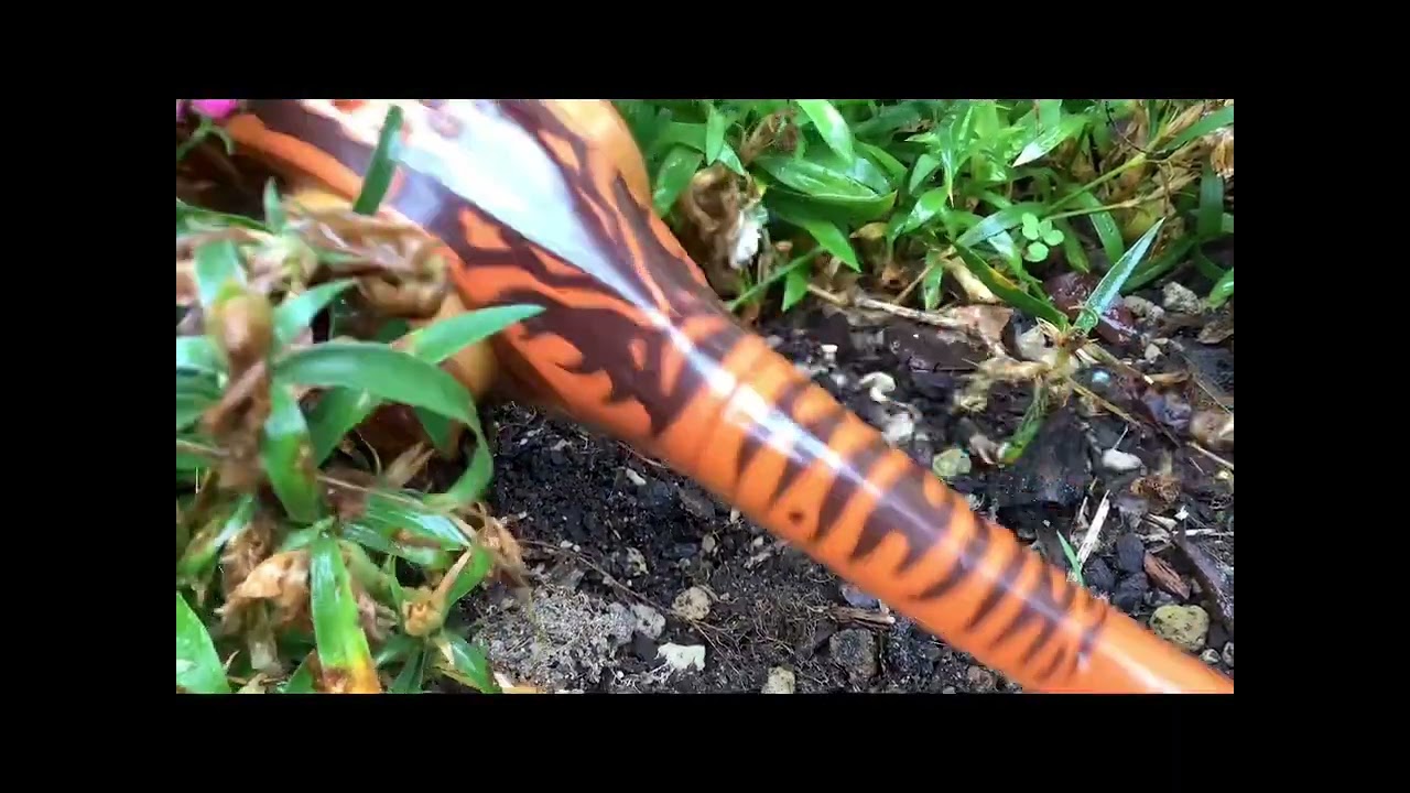 T-Rex eating goat￼ And strips on pad at makes a size change￼