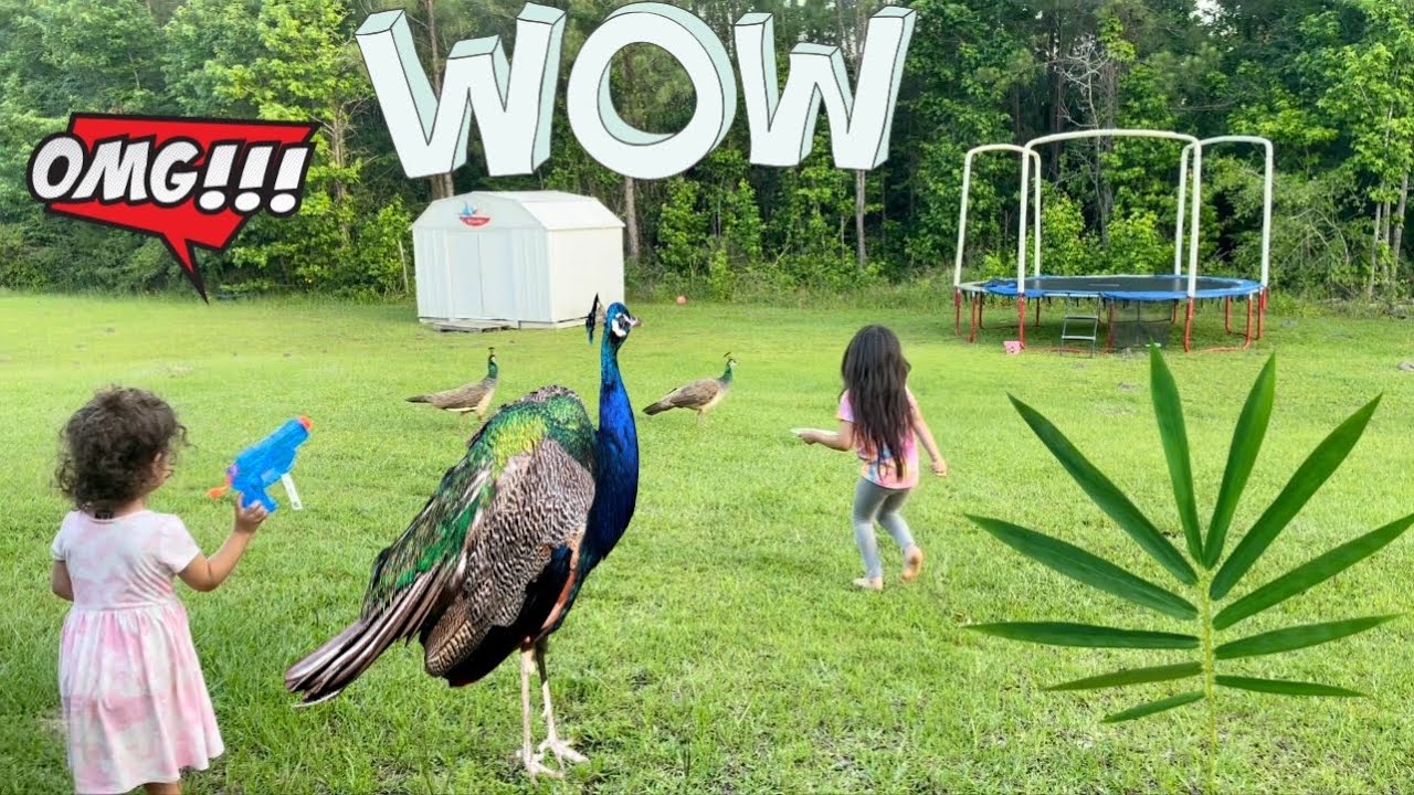 Glitter Sisters found peacocks 🦚 😱 🤣
