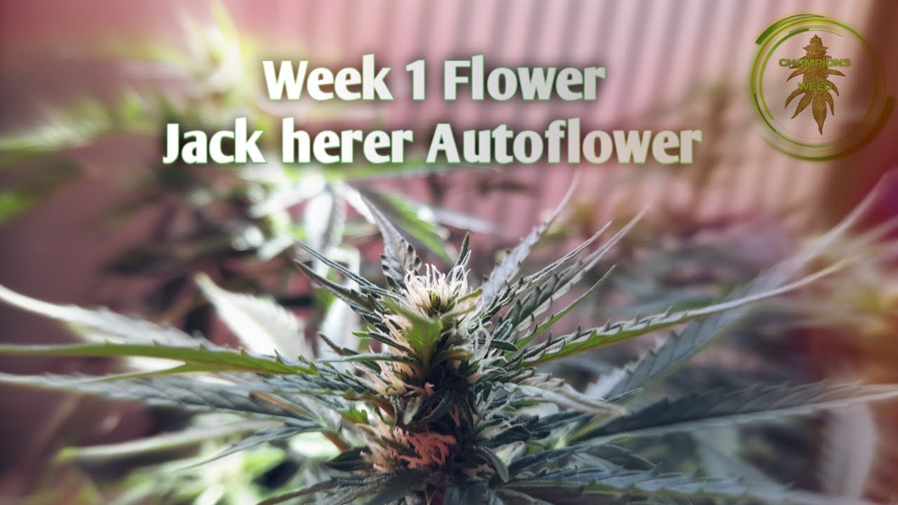 Week 1 Floraison JACK HERER Autoflower ( PevGrow )