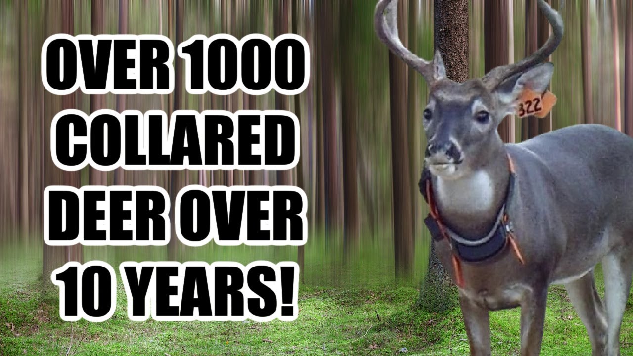 Краткое описание 10-летнего исследования оленей!