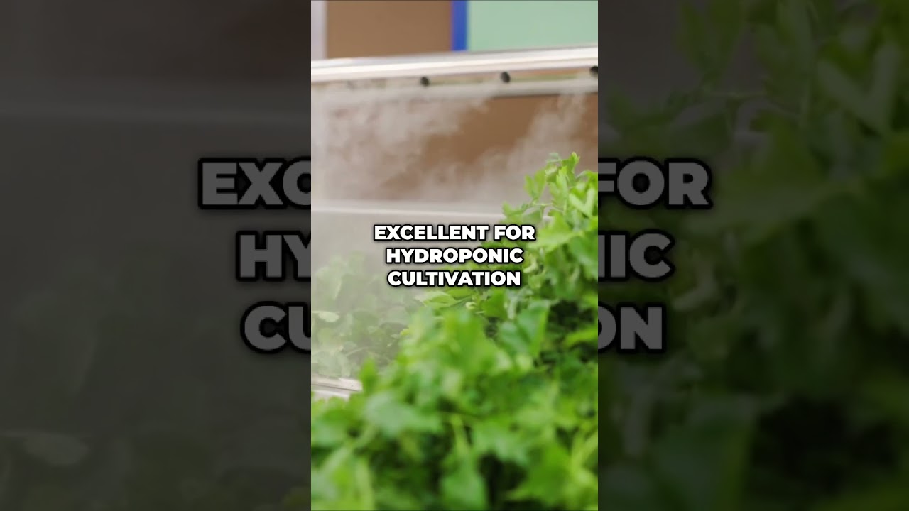 Growing Coriander in Hydroponics: Varieties, Tips, and More!