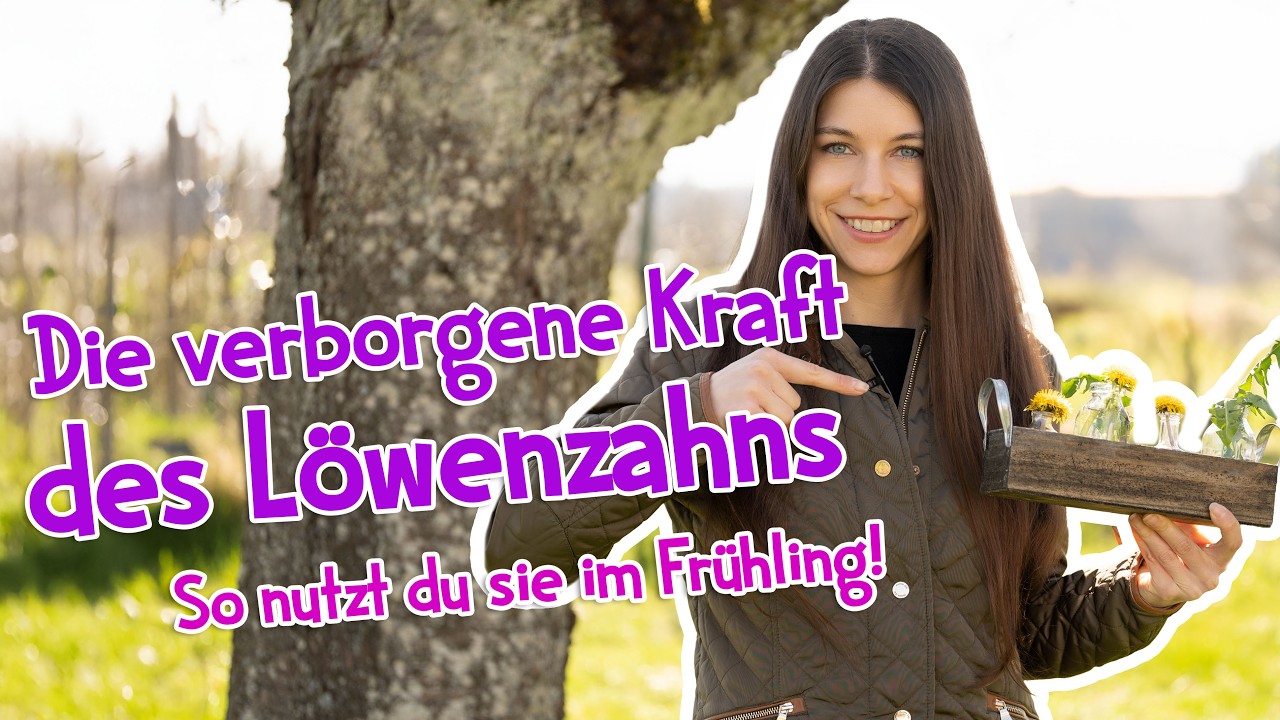 Die verborgene Kraft des L&ouml;wenzahns - so nutz du sie im April richtig!  #wildkr&auml;uter #garten