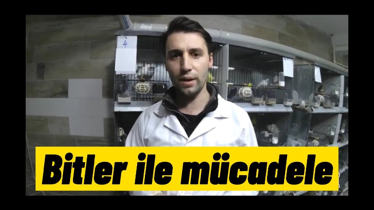 KUŞLARDA BİTLENME SORUNU ? Bitlenmeyi nasıl önleriz ? Bit sorununu kökünden çözümü.