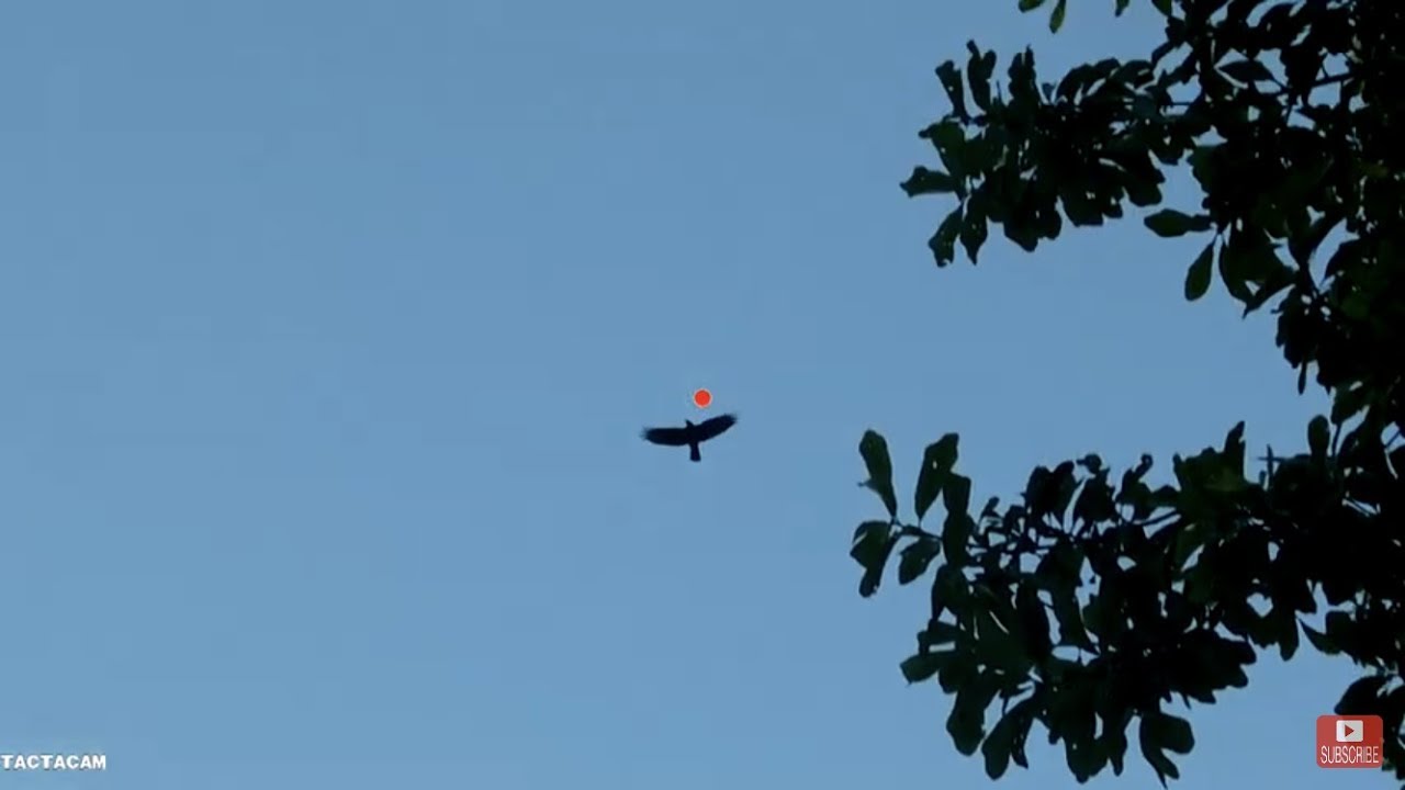 Tactacam 5.0 Crow Hunting Compilation
