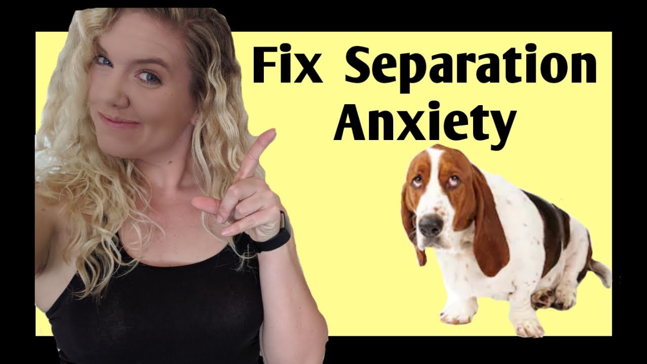 How to Stop Your Dog’s Separation Anxiety (using SCIENCE)
