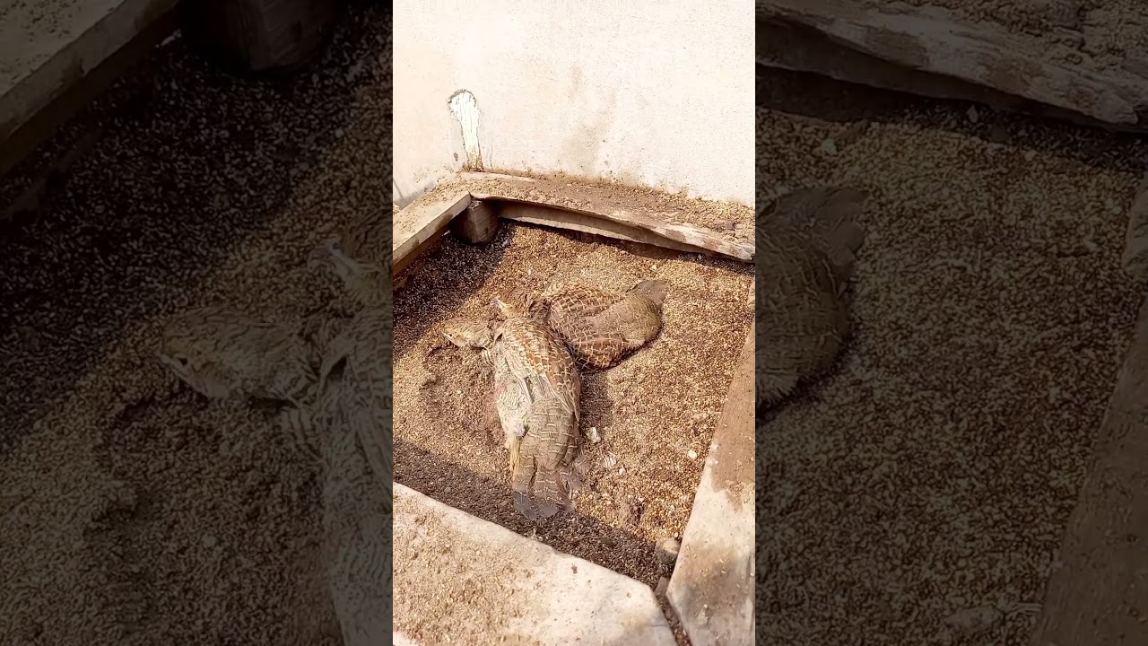 Dhakni_Teetar (