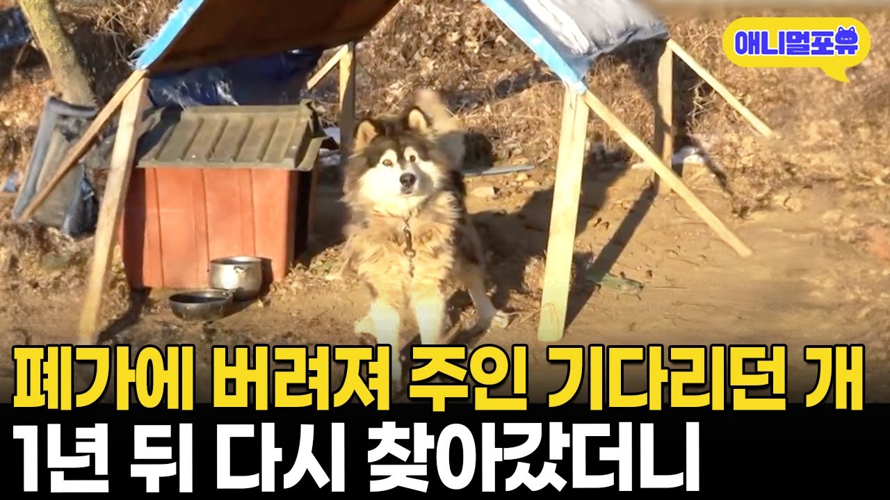 폐가에 버려져 주인만 기다리던 강아지, 1년 뒤 다시 찾아갔더니 I KBS 생생정보 241202 방송