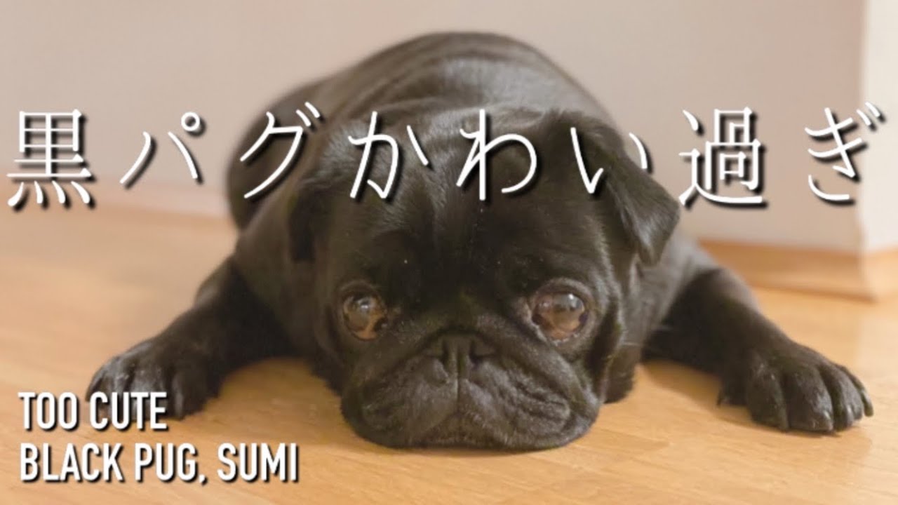 【パグ犬 炭鈴】ともかく黒パグがめっちゃ可愛い(*&acute;꒳`*) | OUR BEAUTIFUL BLACK PUG, SUMI | Pug
