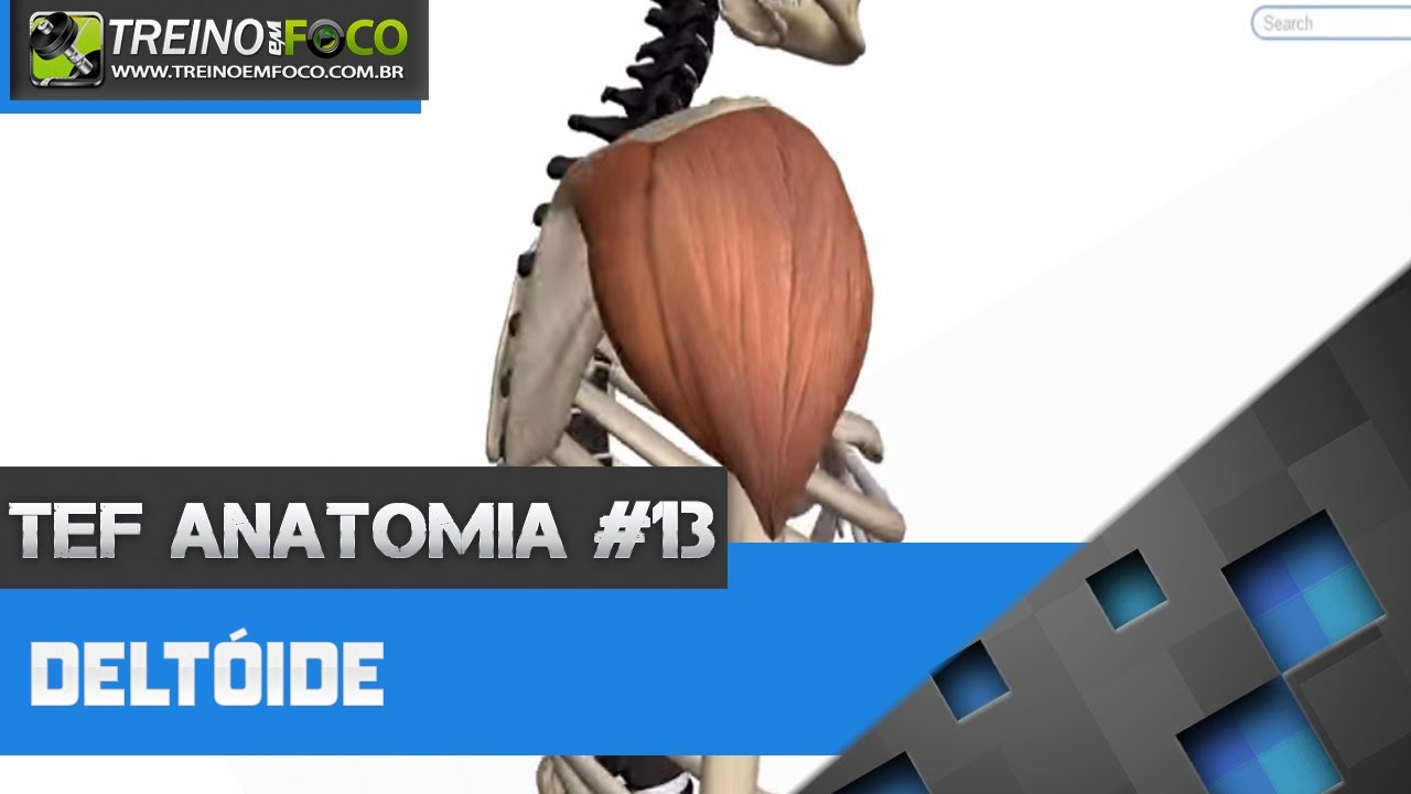 Treino em FOCO Anatomia #13 - Deltóide
