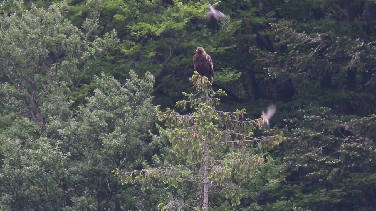 Monitoring Golden Eagle PL 2024