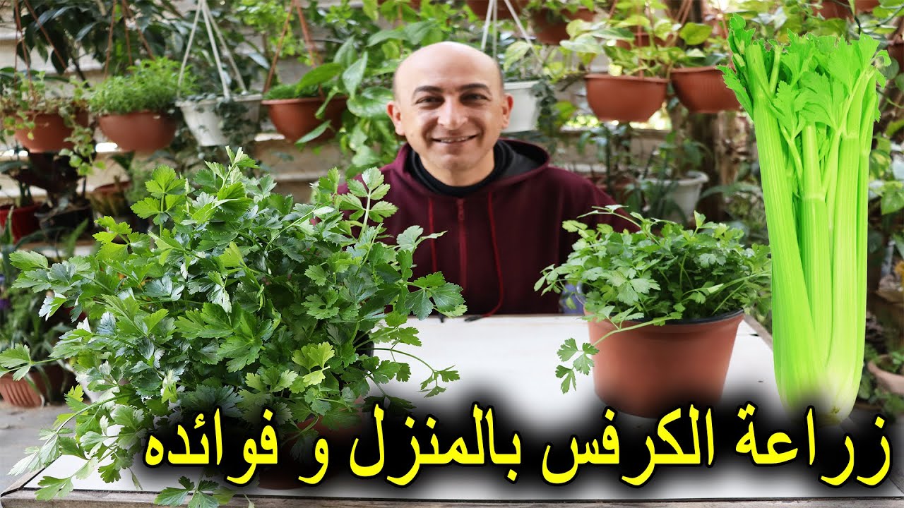 زراعة الكرفس في المنزل, فوائد الكرفس Growing Celery