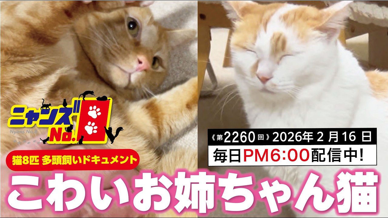 《第2260回》こわいお姉ちゃん猫