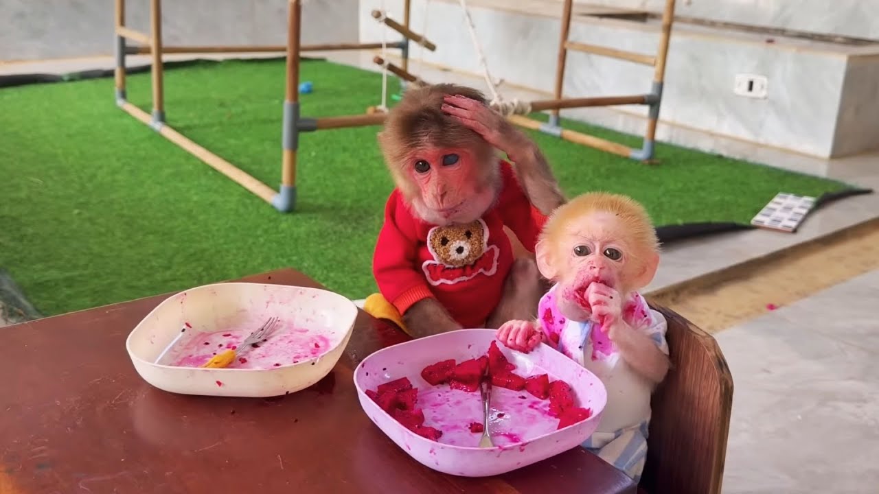 Can’t Stop Laughing 😂 BuNa Got in Trouble Eating Dragon Fruit — Kyo Ran to Tell Dad! 🐒🍉
