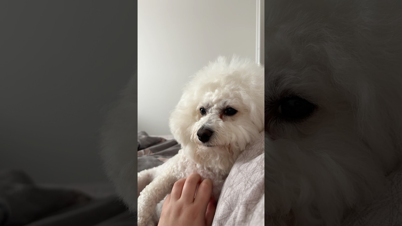 Biały Szef ustawia poranek i tempo głaskania 😄 #bichon #pies #dog #influencer #doglife #humor