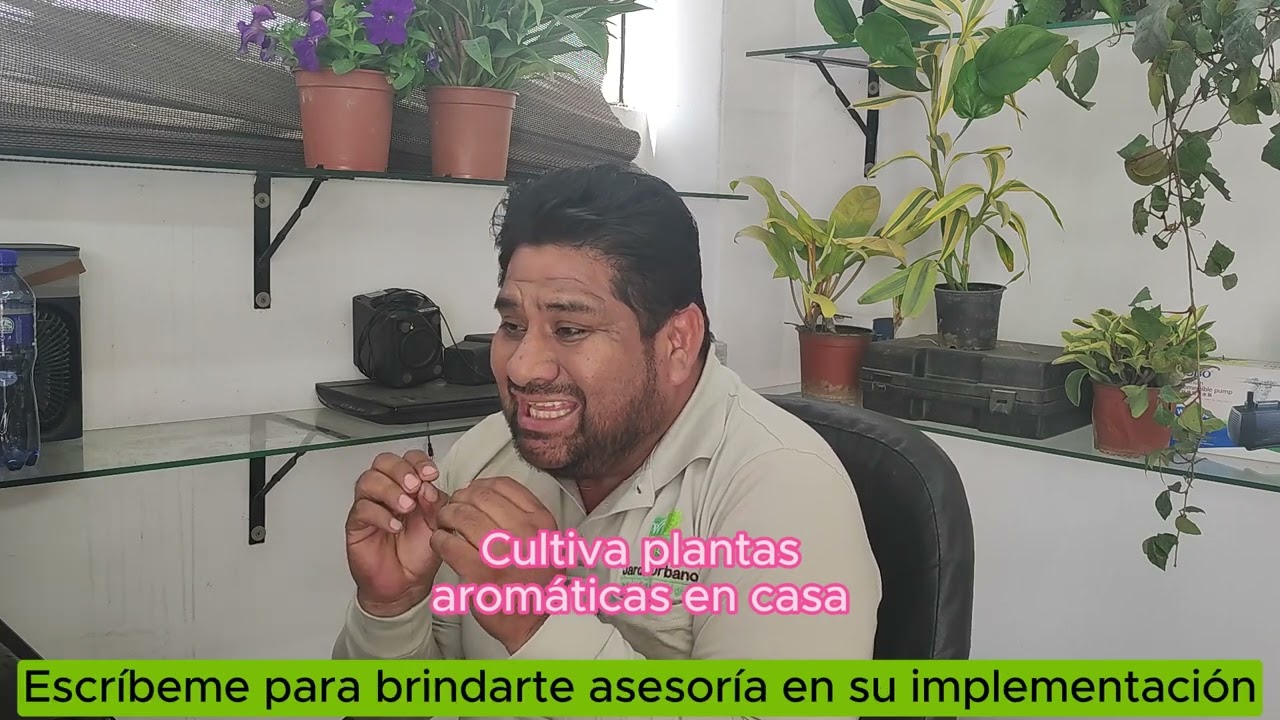 Aprende los tips del cultivo de plantas aromáticas en tu casa -PARTE 1-🌱