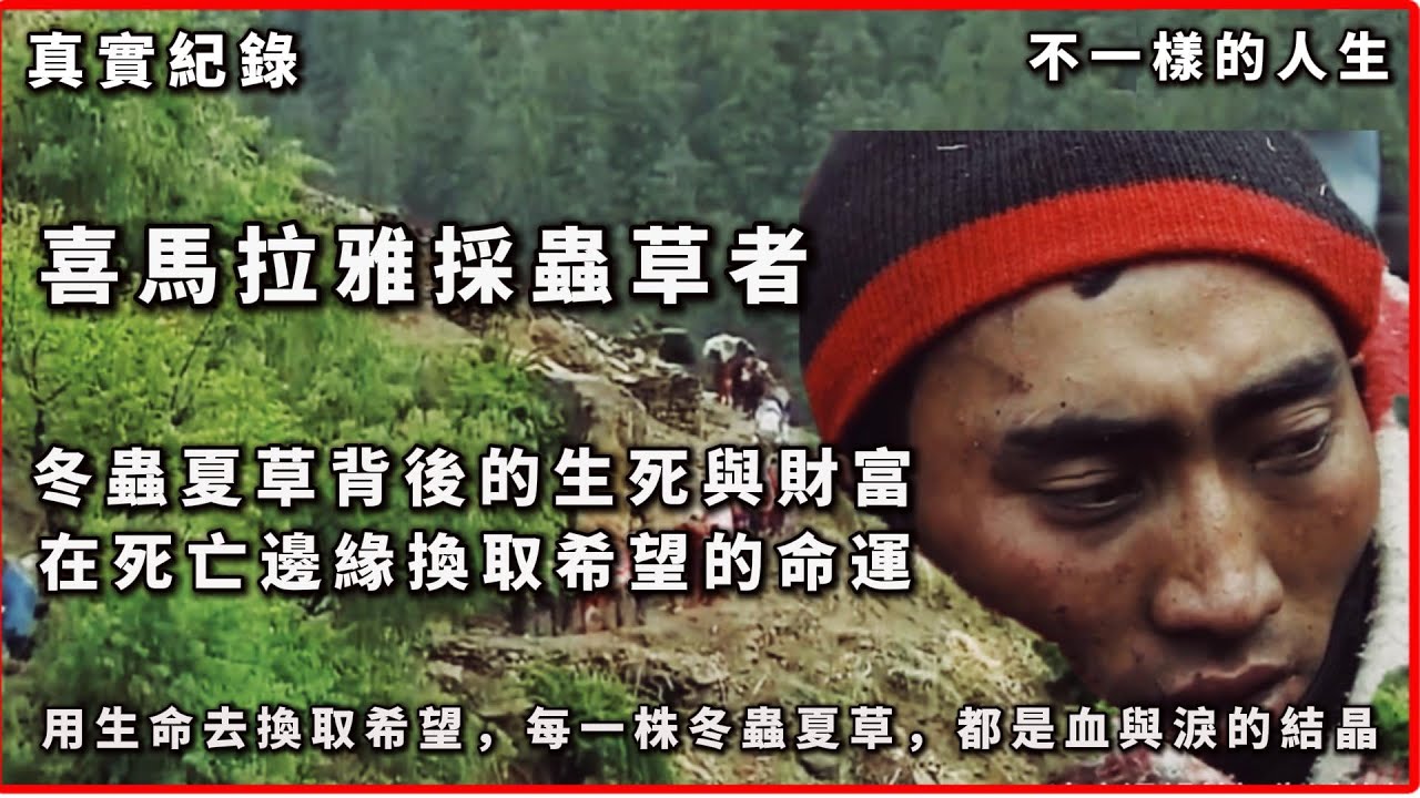 喜馬拉雅採蟲草者：在死亡邊緣換取希望的命運。高原上的黃金冬蟲夏草背後的生死與財富 #紀錄片 #真實故事 #冬蟲夏草 #高原生活 #真實故事 #紀錄片 #高風險職業 #貧困與生存 #尼泊爾村民