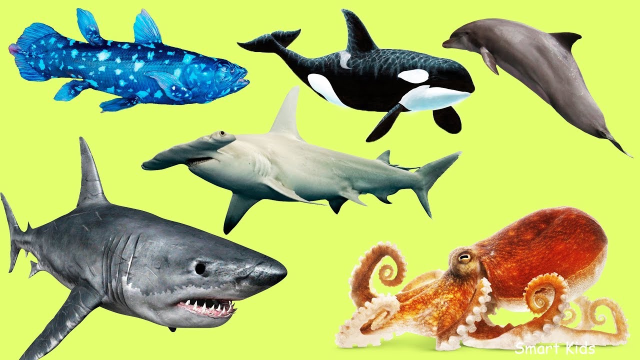 Learn Ocean Animals in Spanish 🌊 | Aprende los Animales de Océano | Aprende los animales en español