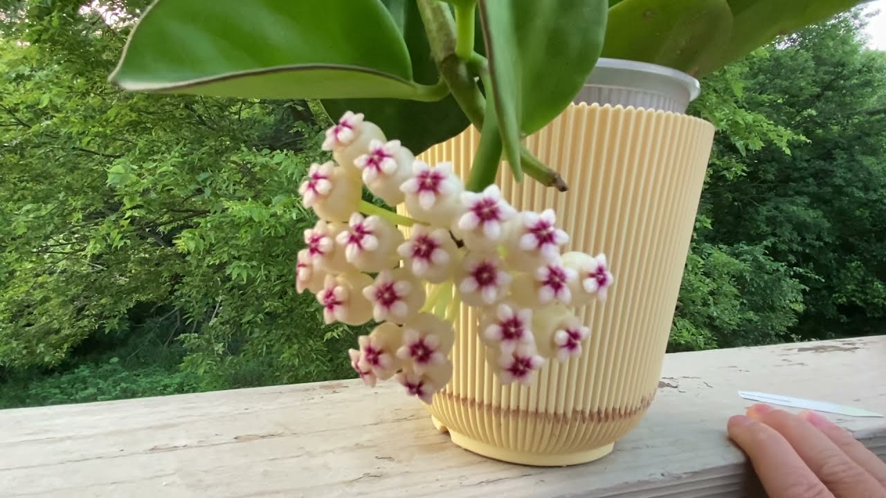珍珠球兰欣赏 Hoya pachyclada