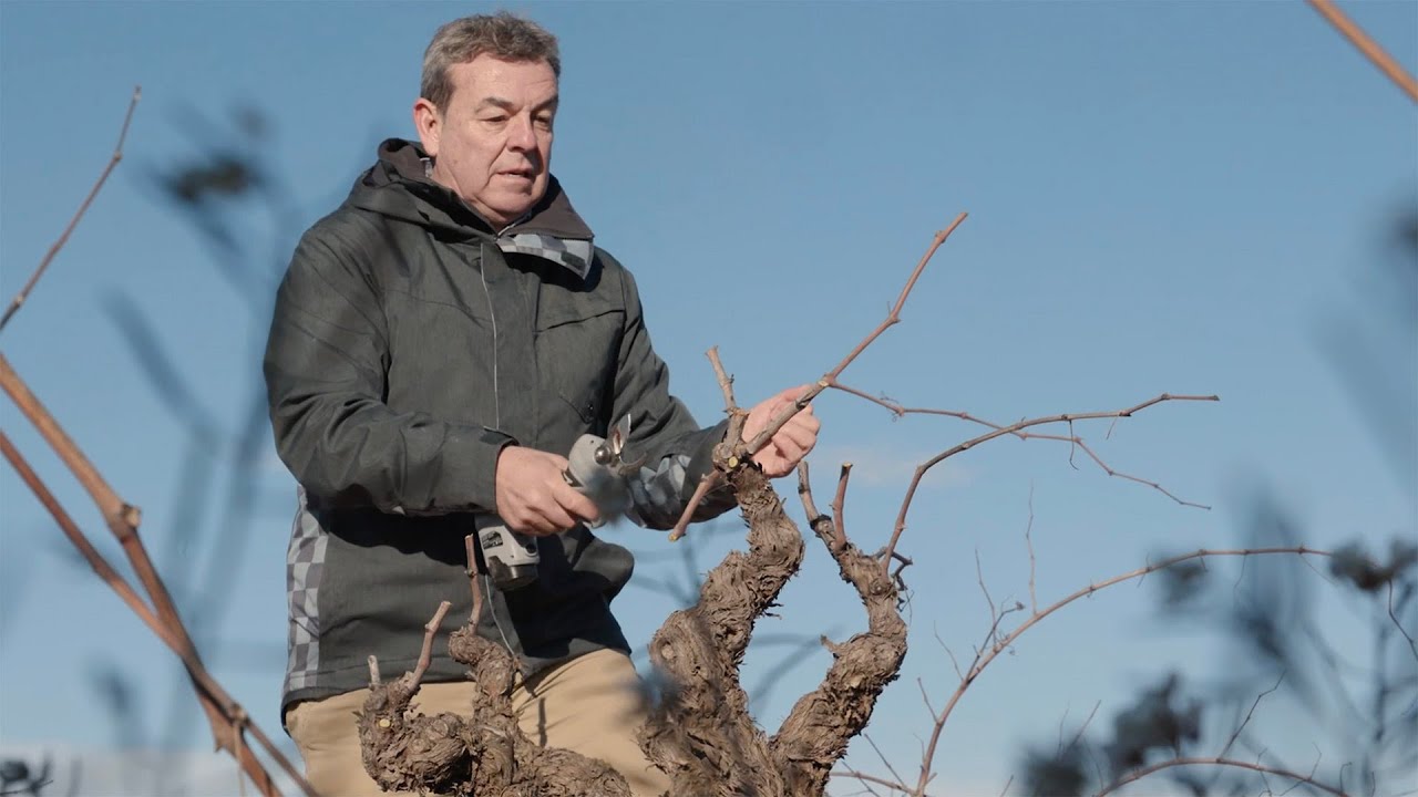 La viña duerme y la poda moldea los vinos de 2023