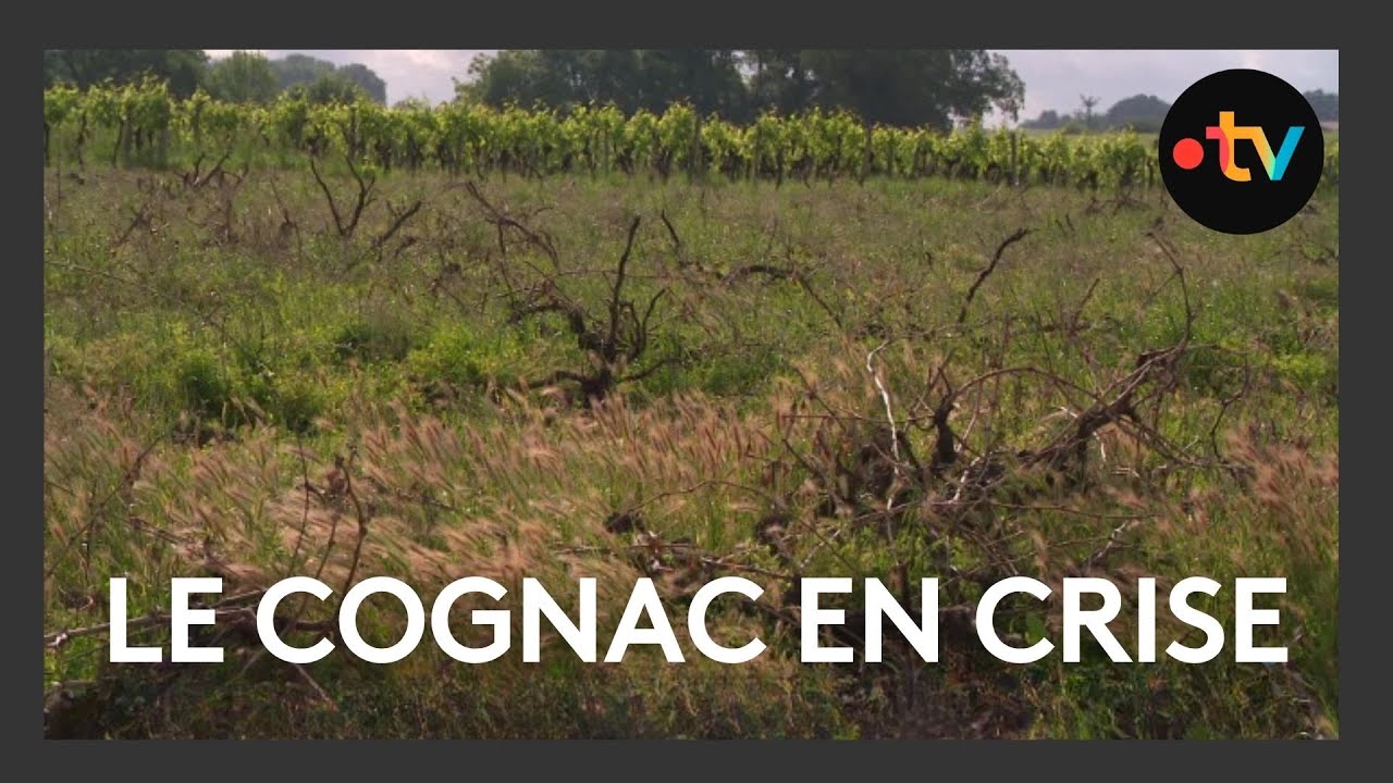 🍇 Cognac en crise : des vignes arrachées pour survivre