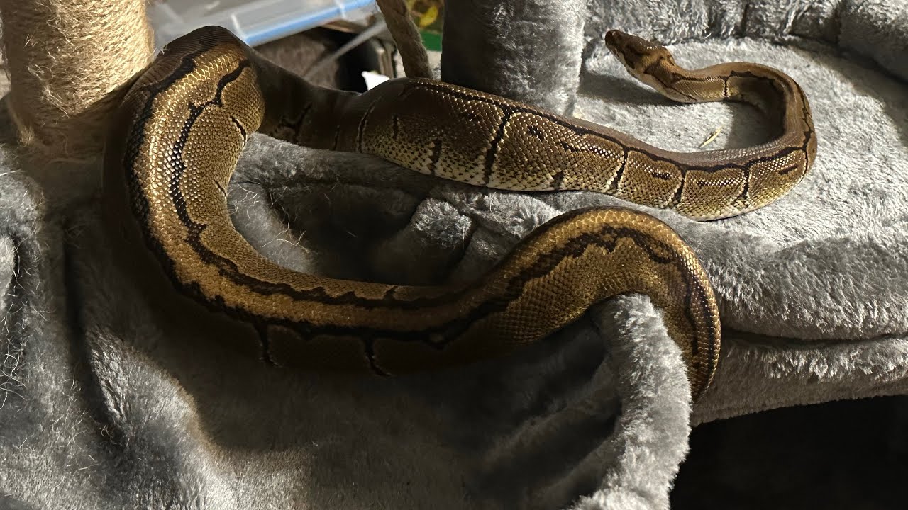 Assessing Pet Snake Body Language: What to look for to avoid a snake bite