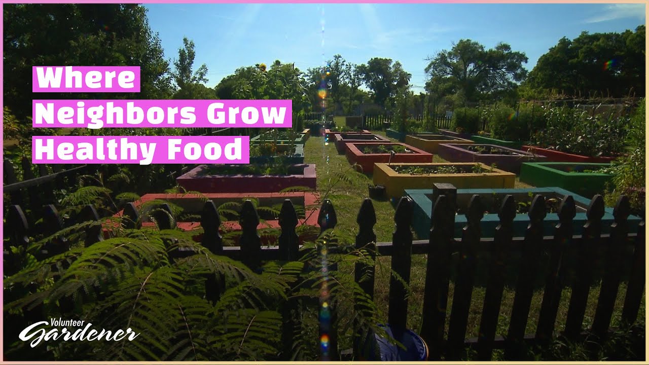 Community strengthened by a garden | Volunteer Gardener