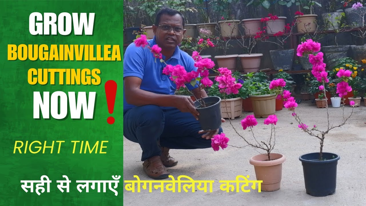 बोगनविलिया की कटिंग से नए पौधे तैयार करें। When and How to Grow Bougainvillea Cutting