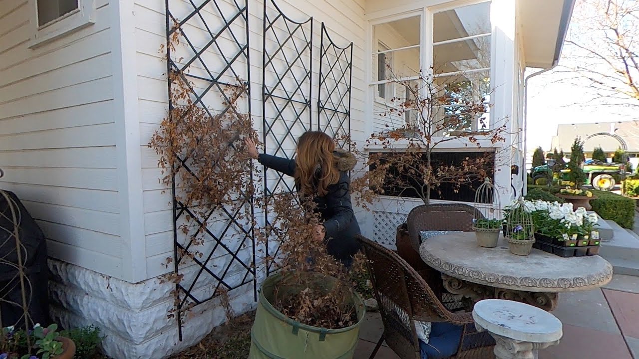 Pruning Clematis, Flower Bed Cleanup, Planting Stock & Mini Hellebore Tour! 🥰💚