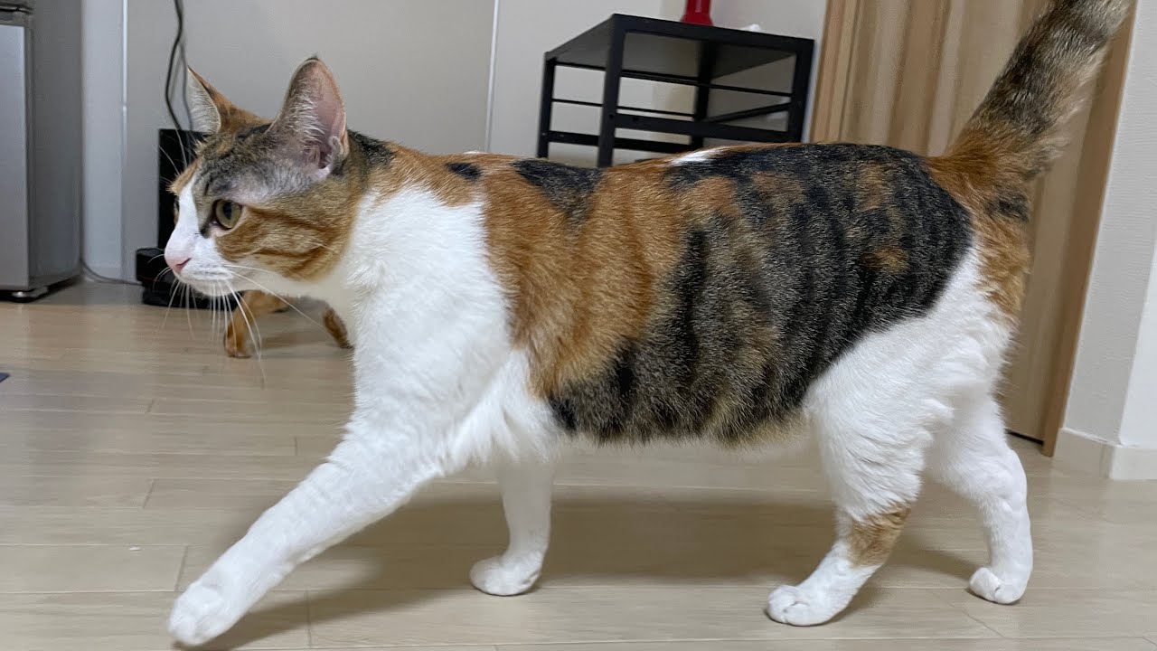 まよのデブ疑惑についてはこの動画で終わり！！