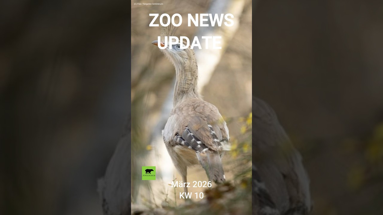 Zoo News Update KW 10 | M&auml;rz 2026 #zoo #animals #2026 #wildlife #monkey