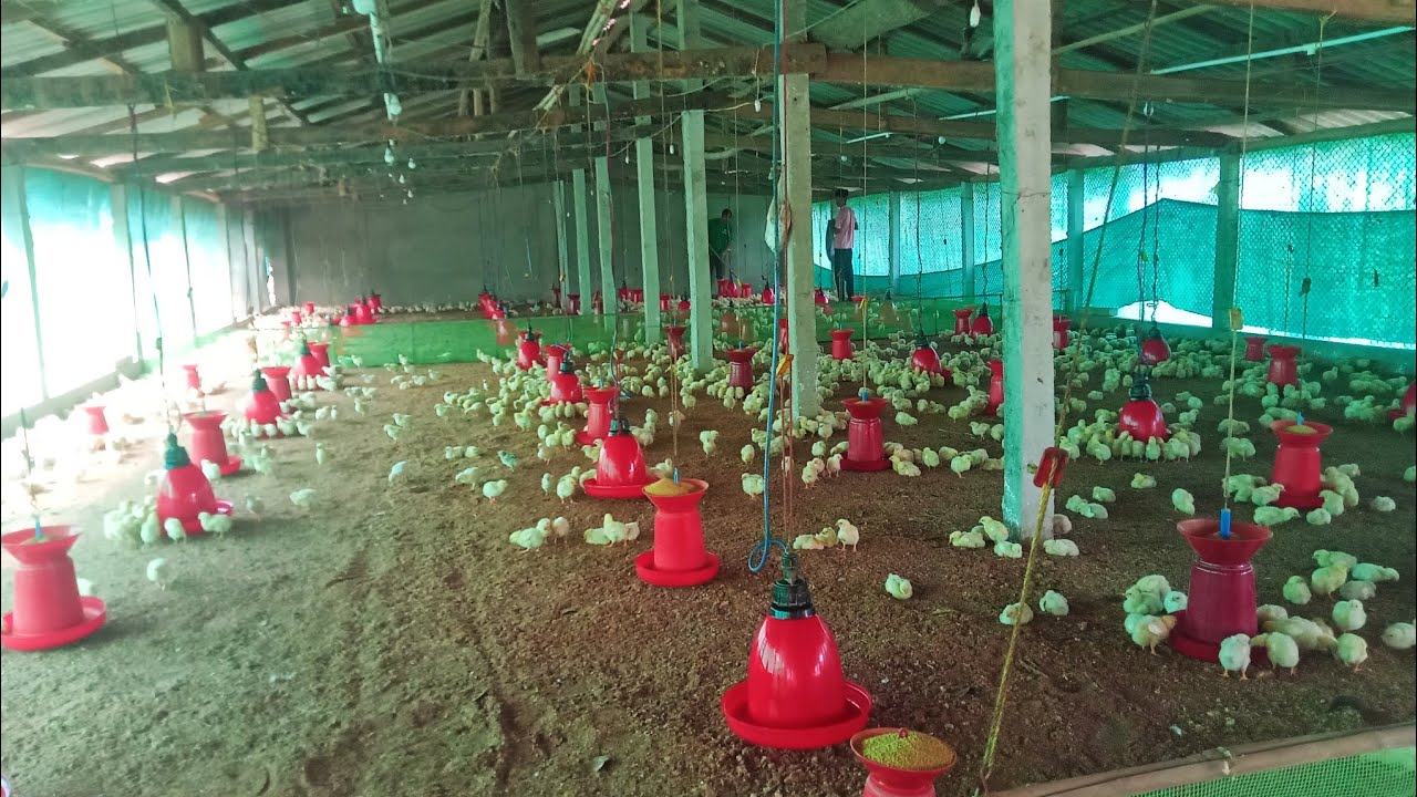 Day 4 broiler chicks // automatic water drinker  // keshab poultry farm 
