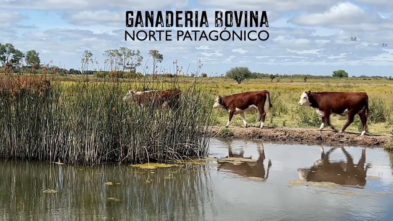 GANADER&Iacute;A BOVINA, Norte Patag&oacute;nico