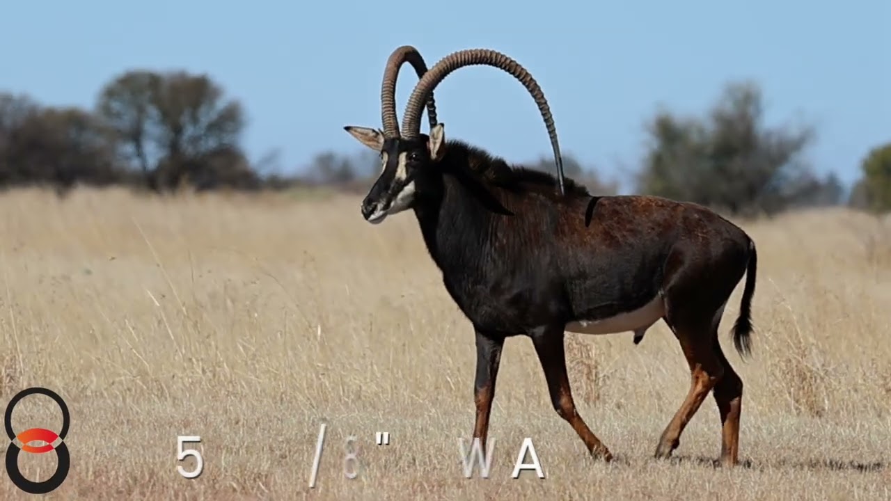Sable Cow  O111