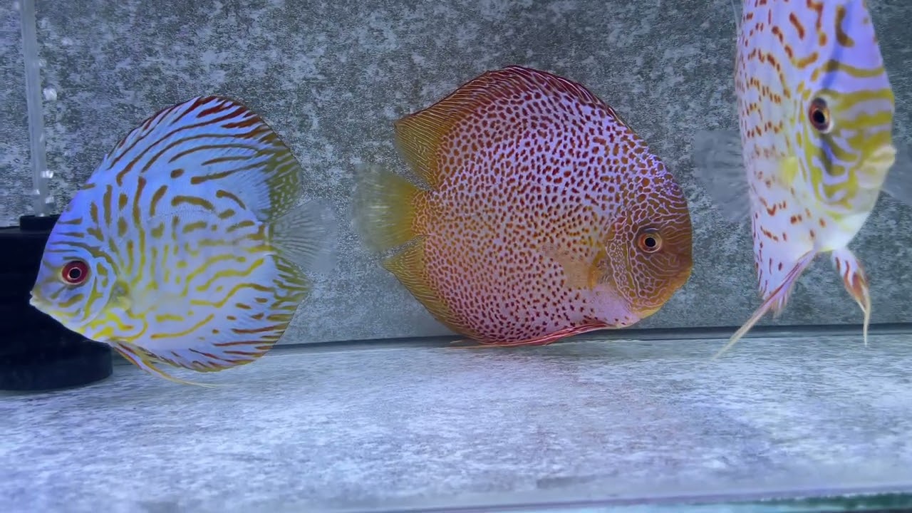 Ikan Discus. Relaxasi dengan Ikan Discus. 