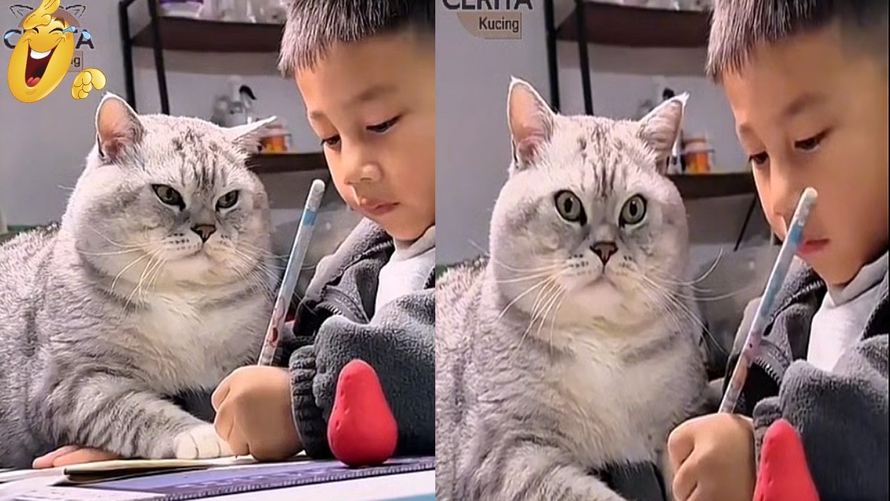 TAHAN NGAKAK! kucing jadi Guru Pengawas Galak, Liatin Bocah Malas belajar/Video Kompilasi Lucu