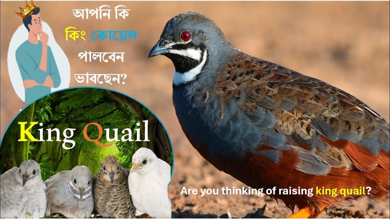 কিং কয়েল কেনার আগে একবার ভিডিওটি দেখে নিন !🐣 #কিংকোয়েল #kingquail  #viralvideo  #quail  #koyelpakhi